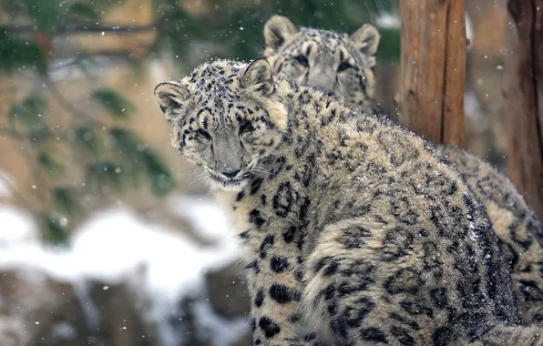 Снег, снежный барс, двое, снегопад, снежный леопард, Ирбис