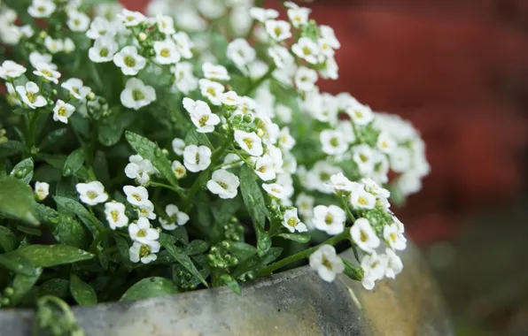 Цветы, горшок, nature, flowers, garden
