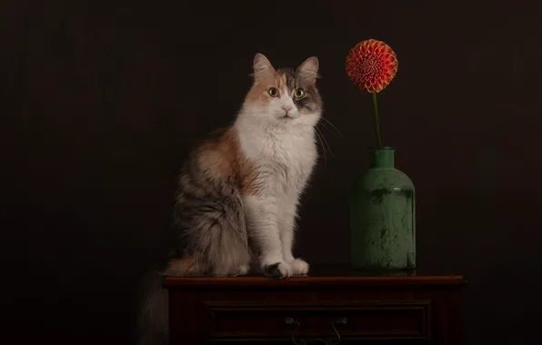 Кошка, цветок, кот, взгляд, поза, темный фон, мордашка, сидит