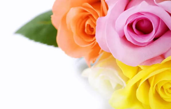 Картинка розы, букет, лепестки