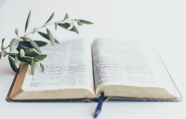 Christian, God, Book, Bible, Jesus, Holy Bible, Sixteen Miles Out, Olive Branch