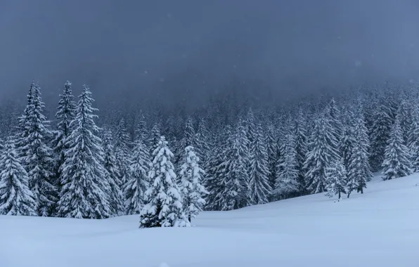 Зима, снег, деревья, пейзаж, елки, landscape, winter, snow
