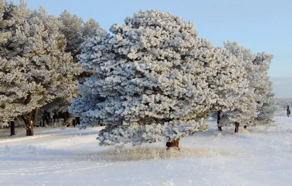 Картинка зима, небо, снег, деревья, поляна, день