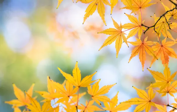 Картинка осень, листья, макро, обои, клен