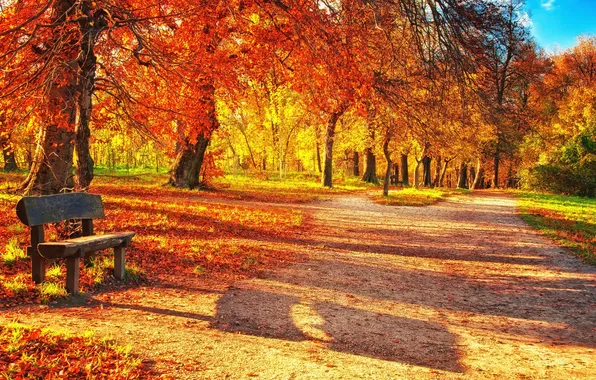 Картинка осень, деревья, парк, дорожка, лавка