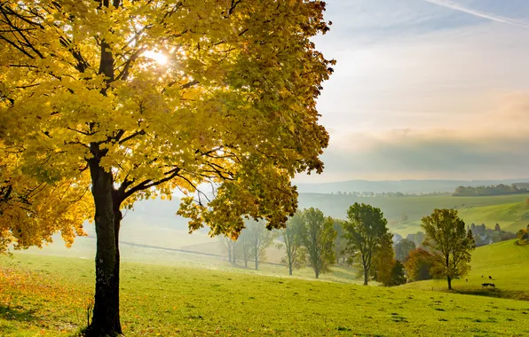 Картинка поле, осень, дерево