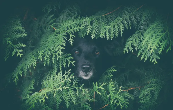 Картинка green, nature, predator, animal, wolf, wildlife, black wolf, Canis lupus