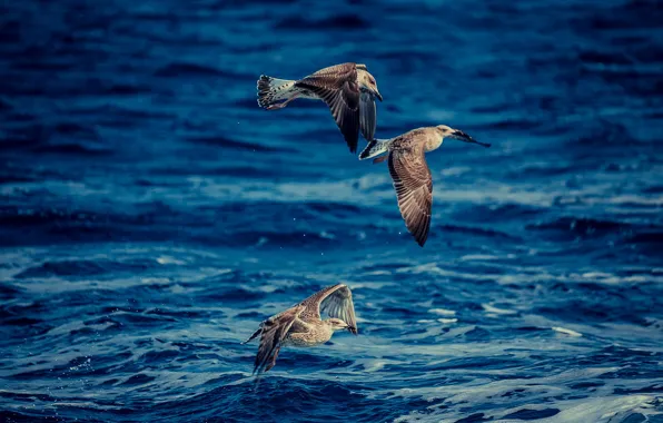 Картинка море, птицы, охота, photographer, Josef Kadela