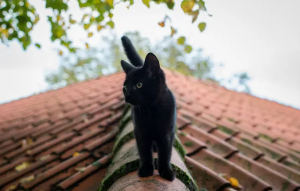 Картинка крыша, кошка, лето, глаза, чёрная