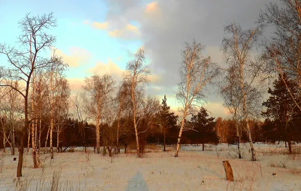 Лес, деревья, forest, trees, dawn, заря, Март, March