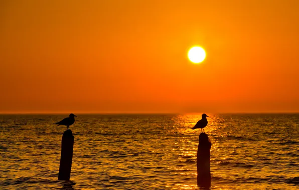 Море, небо, солнце, закат, птица, чайка