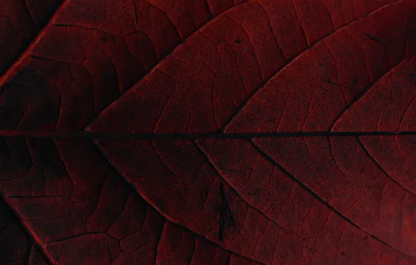 Red, macro, leaf