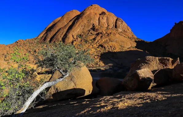 Картинка дерево, Намибия, Шпитцкоппе