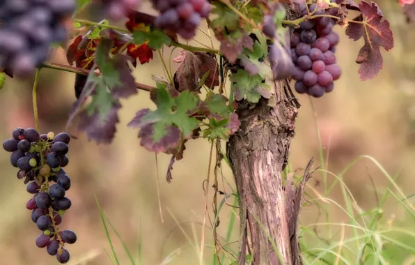 Картинка природа, фон, виноград