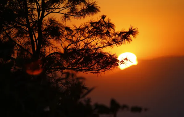 Картинка солнце, деревья, закат, горы