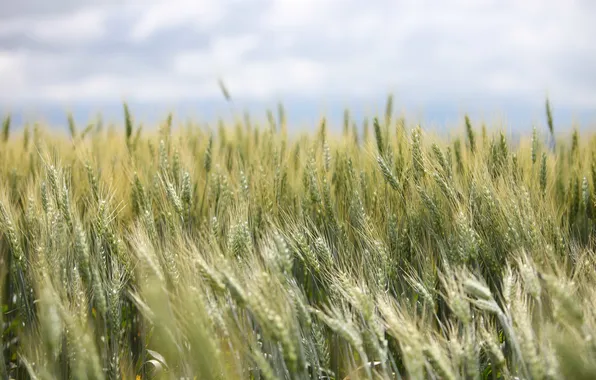 Картинка пшеница, поле, небо, облака, ветра, поле пшеницы, сельской местности