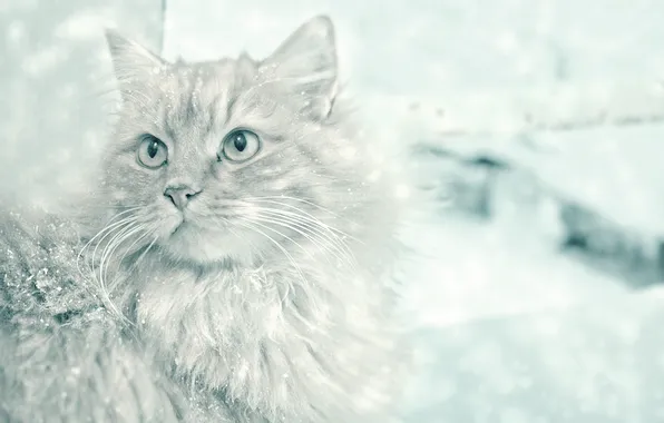 Картинка кошка, усы, взгляд, снег