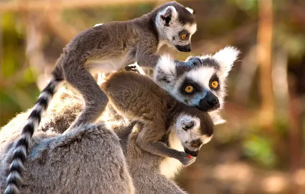 Madagascar, lemur, mammal