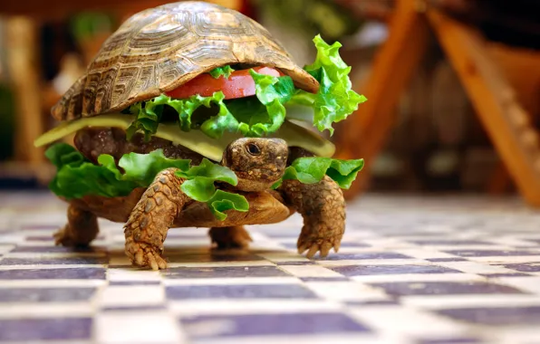 Картинка животные, черепаха, юмор, бутерброд, овощи