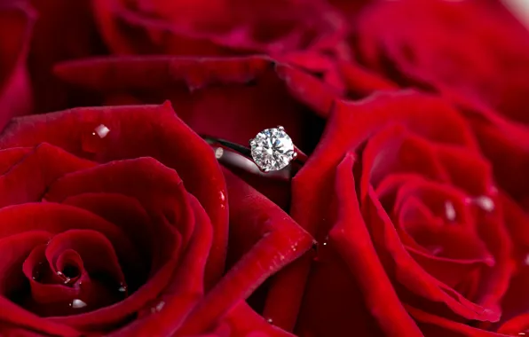 Цветы, розы, кольцо, красные, бриллиант