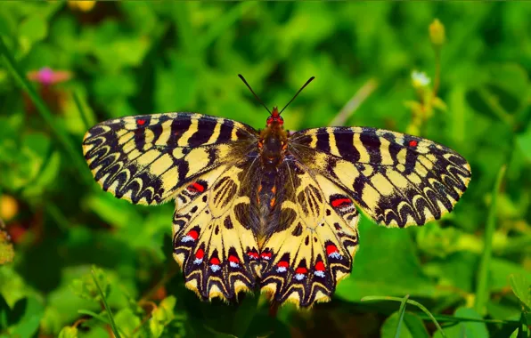 Картинка Макро, Бабочка, Macro, Butterfly