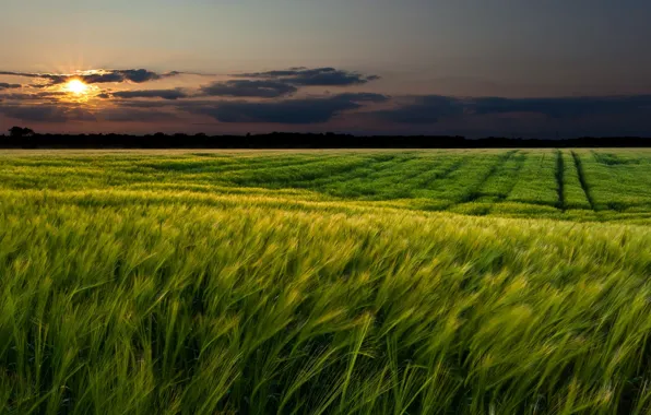 Картинка пшеница, зелень, поле, небо, трава, солнце, облака, пейзаж