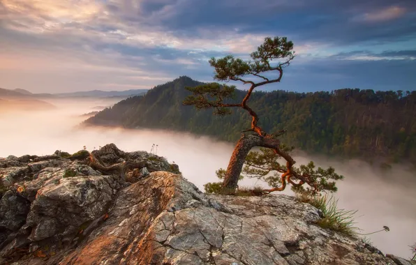 Картинка лес, горы, туман, скалы, Польша, сосна, Sokolica