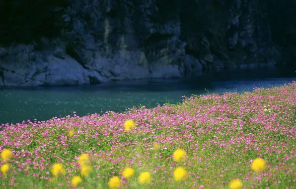 Картинка поле, трава, вода, цветы, природа, река, фото, пейзажи