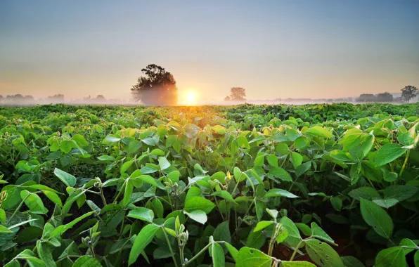 Зелень, поле, деревья, туман, рассвет, утро, плантация, Soybean