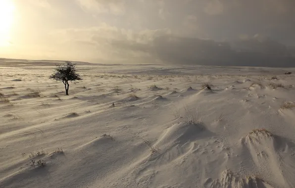 Поле, снег, дерево