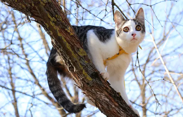 Кошка, небо, взгляд, морда, свет, ветки, поза, котенок