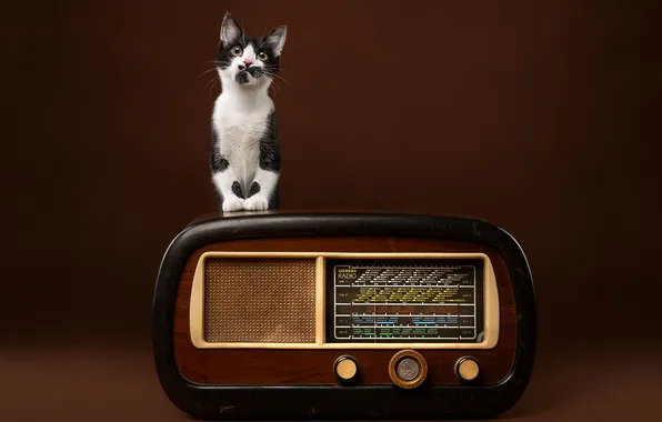 Кошка, фон, радиоприёмник