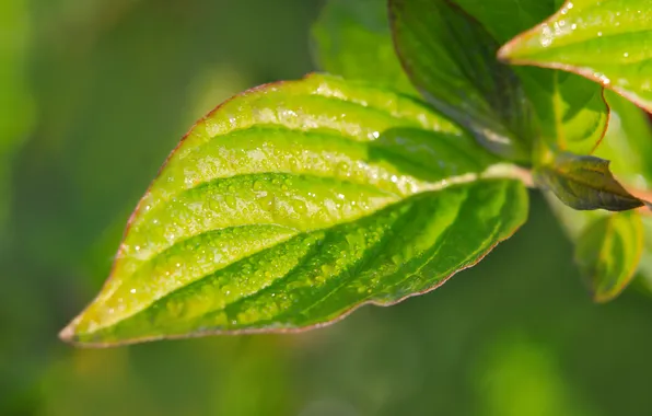 Green, spring, leaf