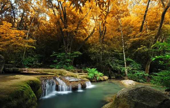 Картинка лес, ручей, водопад, деревья, кусты, осень, мох