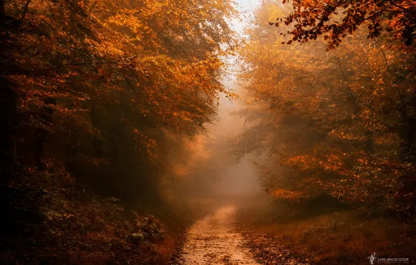 Картинка осень, лес, природа, тропинка