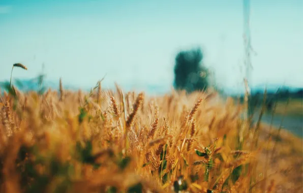 Field, wheat, farm