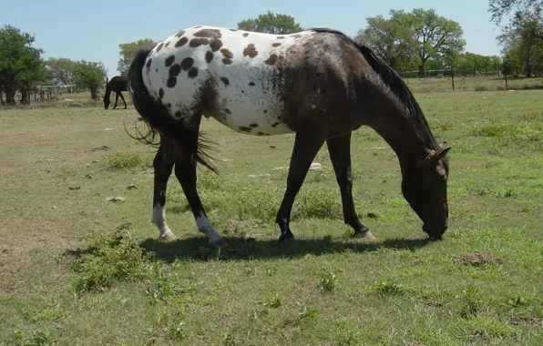 Картинка animal, horse, wildlife, appaloosas