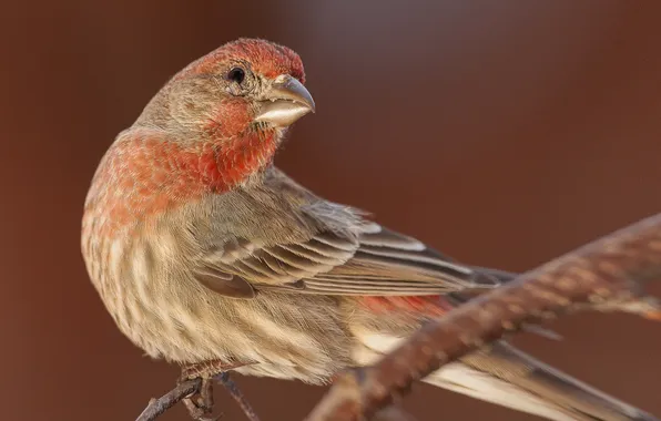 Ветки, птица, перья, клюв