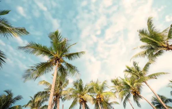 Картинка пляж, лето, пальмы, summer, beach, beautiful, paradise, palms