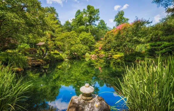 Зелень, природа, парк