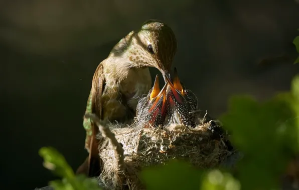 Картинка птицы, природа, гнездо