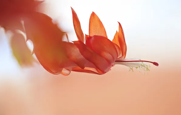 Картинка природа, макро, цветы