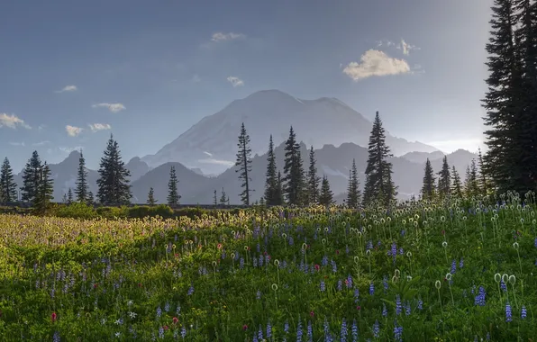 Деревья, цветы, горы, луг, Вашингтон, United States, Washington, Mount Rainier