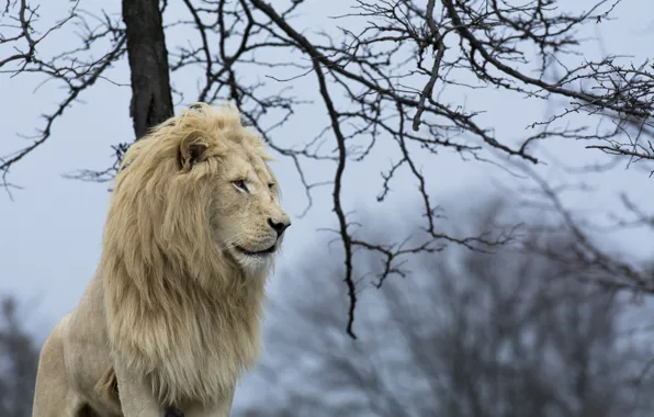 Хищник, грива, профиль, дикая кошка, белый лев