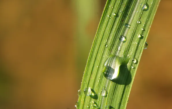 Grass, water, drops