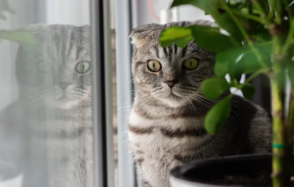 Кошка, кот, взгляд, стекло, морда, отражение, серый, комната