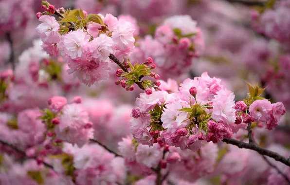 Природа, розовый, красота, ветка, весна, цветение
