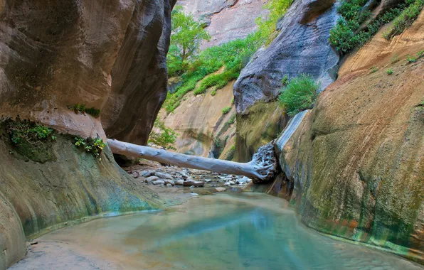 Картинка река, ручей, камни, дерево, скалы, ущелье, Zion National Park, Utah