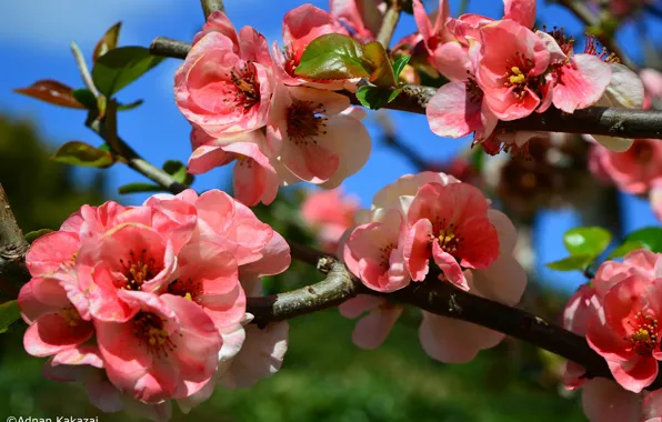 Картинка цветы, ветка, весна, цветение, Adnan Kakazai