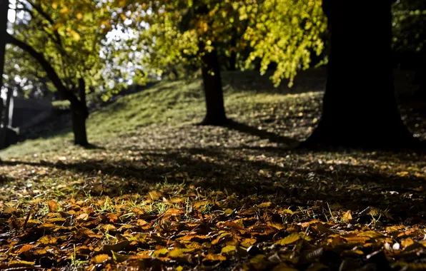 Картинка осень, природа, blur, опавшие листья